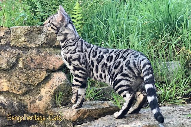 Pure bengal sale kittens for sale